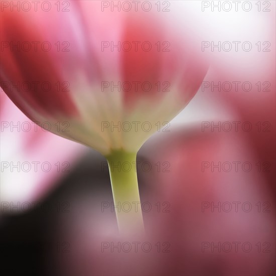 Close-up of defocused pink tulips