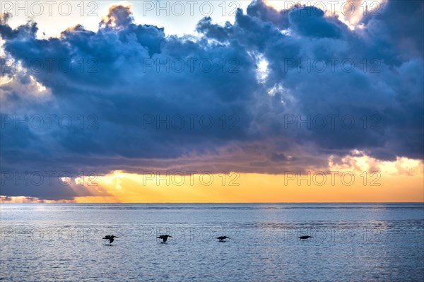 Dramatic sunset sky over sea with silhouettes of flying pelicans