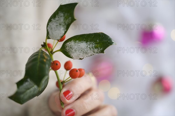 Hand holding holly by Christmas tree