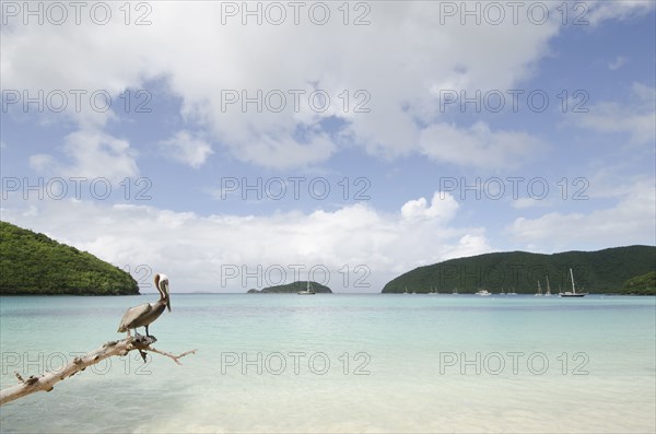 Pelican perching on log on tropical beach