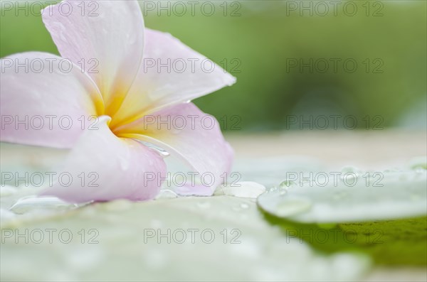 Close up of Plumeria flower