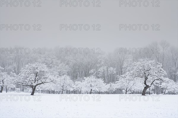 Apple orchard in winter snow