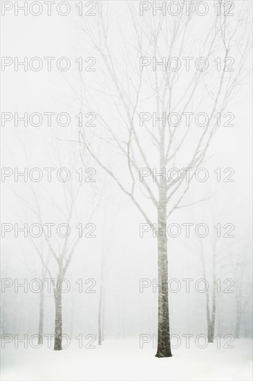 Trees in winter fog