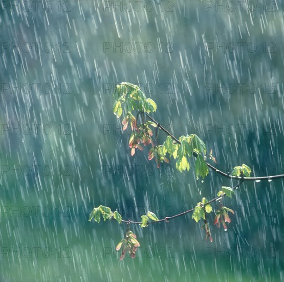 Leafy branch in rain