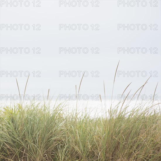 Grass on dunes