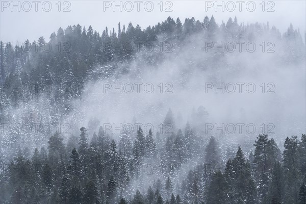 Clouds and fog over forest in Cascade Range