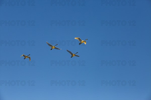 Trumpeter swans (Cygnus buccinator) flying against blue sky