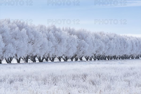 Winter landscape with row of frosted trees