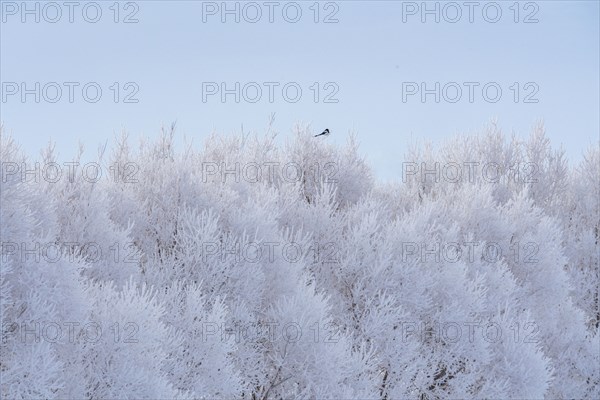 Magpie perching on frosty tree in winter