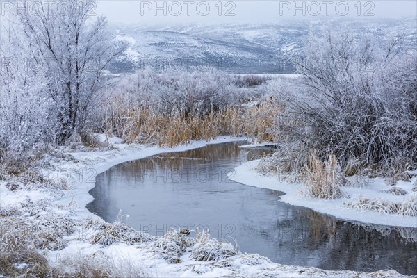 Snowy winter landscape with creek among trees