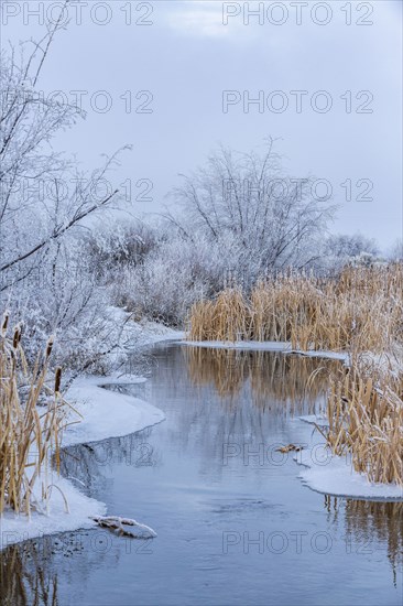 Snowy winter landscape with creek among trees