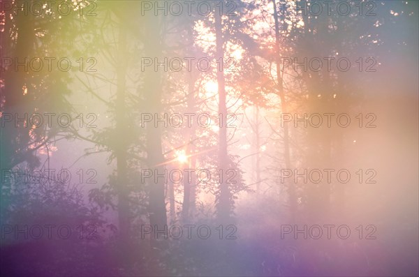 Sun shining through trees in foggy forest at sunrise