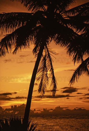 Silhouette of palm tree at sunset