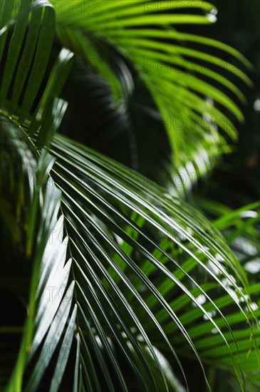 Close-up of palm leaves