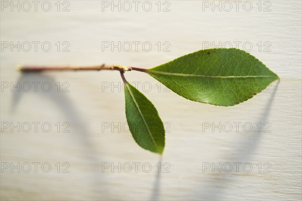 Studio shot of twig with green leaves on wooden surface