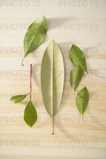 Studio shot of green leaves on wooden surface