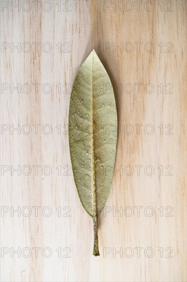 Studio shot of green leaf with dew drops on wooden surface