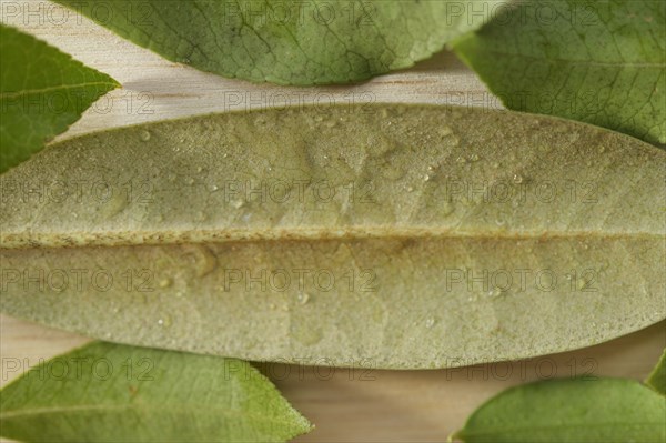 Close-up of green leaf with dew drops on wooden surface