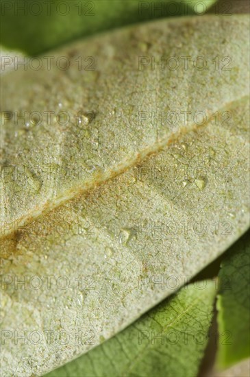 Close-up of green leaf with dew drops on wooden surface