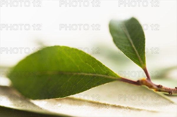 Studio shot of twig with green leaves