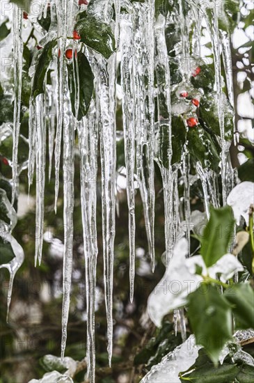 Icicles on holly plant