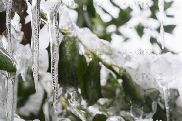 Close-up of icicles on plant