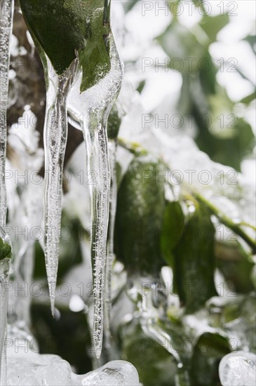 Close-up of icicles on plant