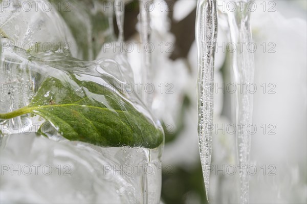 Close-up of icicles and frozen leaf