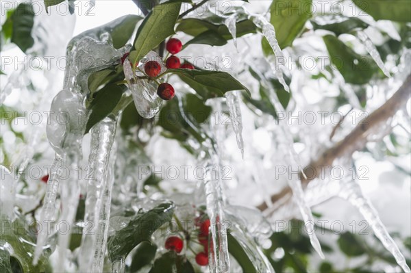 Close-up of icicles on holly branches