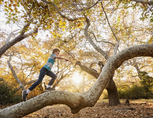 Boy climbing tree in forest at sunset