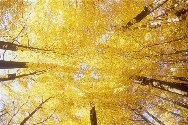 Low angle view of Maple trees in Autumn