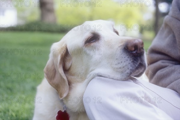 Close-up of Labrador Retriever resting head on woman's knee