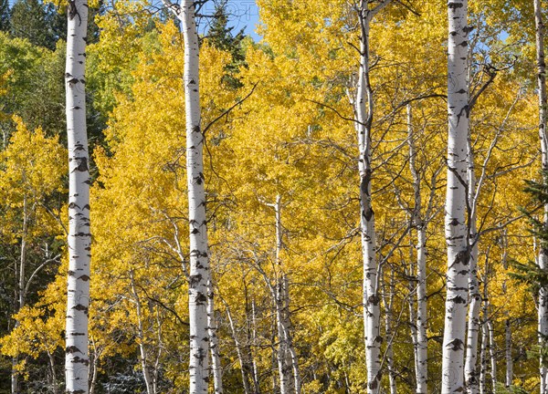 Aspen tree with yellow leaves in Autumn