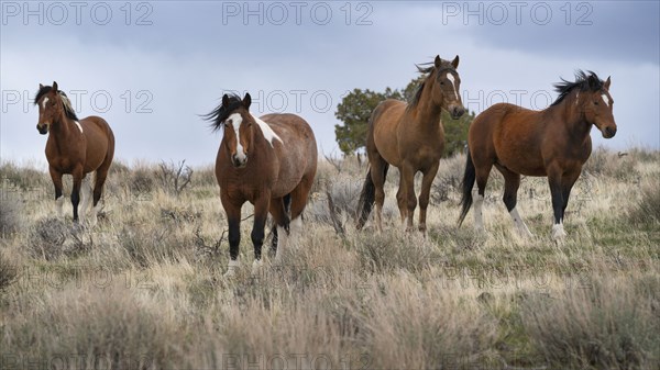 Wild horses in grassy field