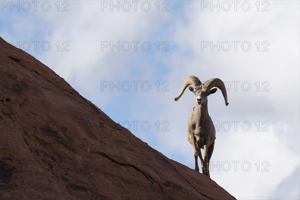 Bighorn sheep (Ovis canadensis) on rock