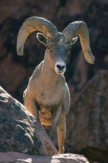 Bighorn sheep (Ovis canadensis) on rock