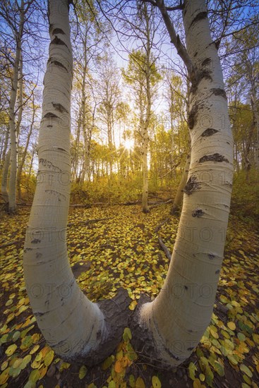 Aspen trees trunks