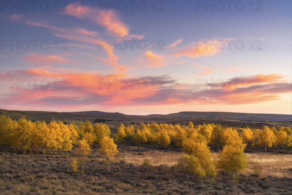 Aspen trees in landscape at sunset