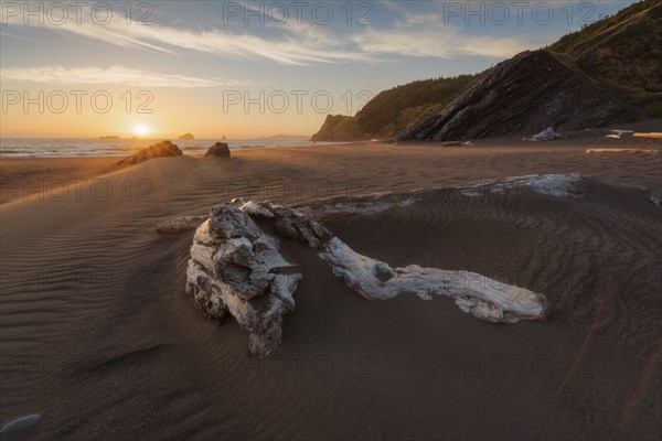 Driftwood in sand on beach at sunset