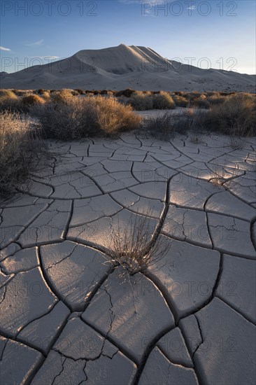 Cracked sand dunes and bushes