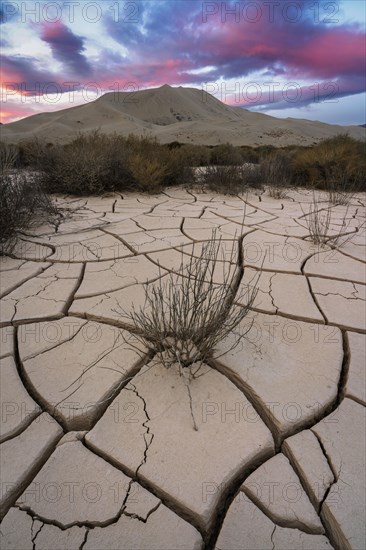 Cracked sand dunes and bushes