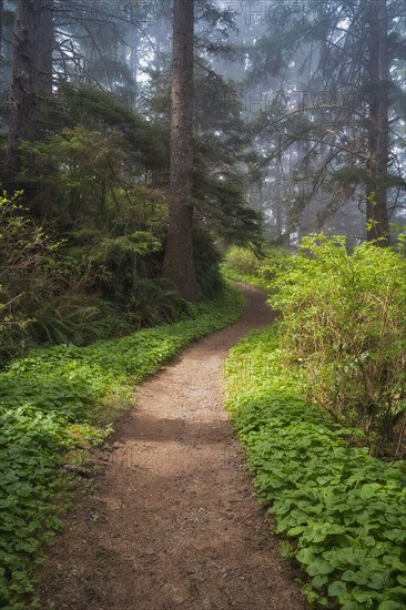 Sunlight on path in forest