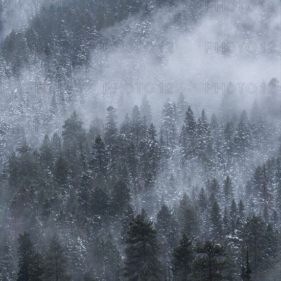 Clouds and fog over forest in mountains in winter