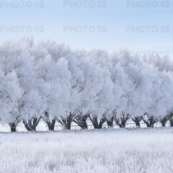 Row of frosty trees in winter