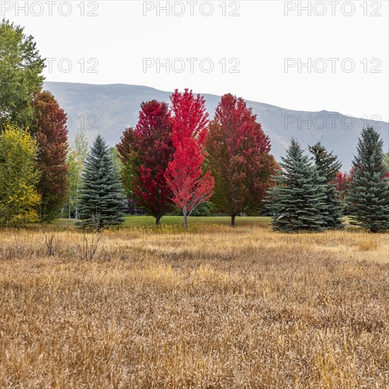 Colorful trees in forest in autumn