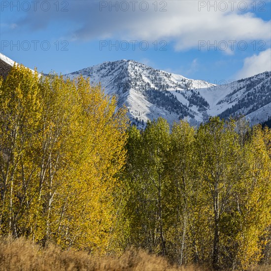 Landscape with snowcapped Rocky Mountains and autumn trees