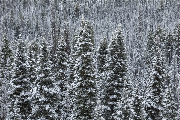 Pine tress in forest in winter