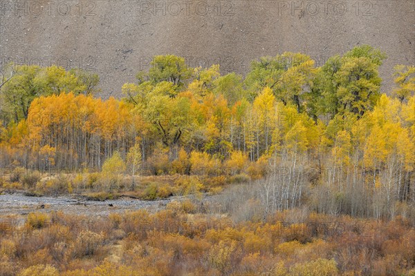 Big Wood River flowing among autumn forest in mountains