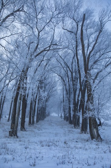 Row of frosty trees