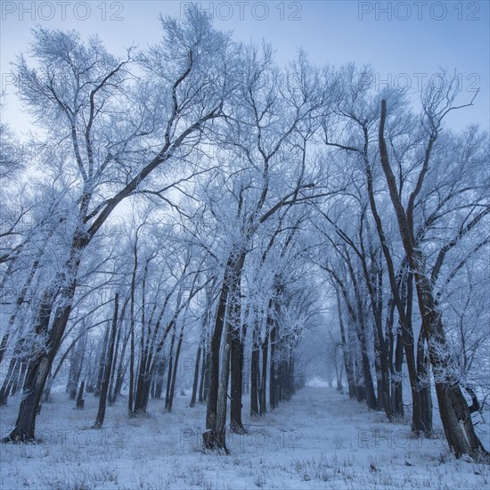 Row of frosty trees